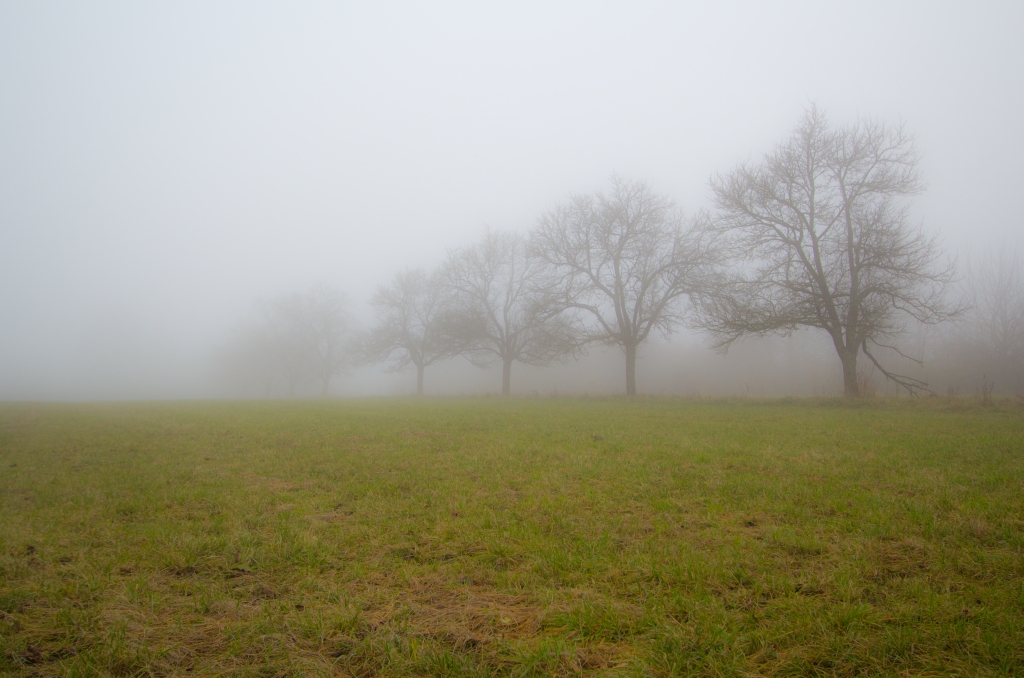 Nebelstimmung 03.12.2013