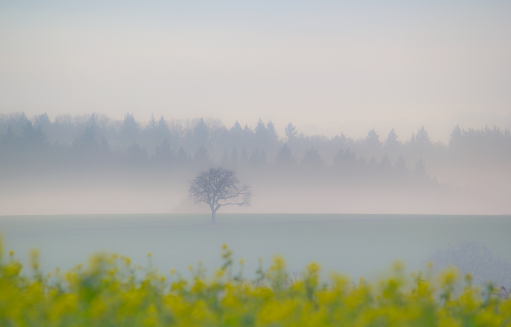 Nebelstimmung 01.12.2013