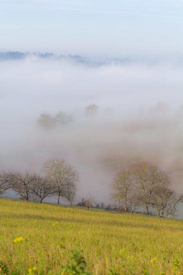 Nebel 12.01.2014