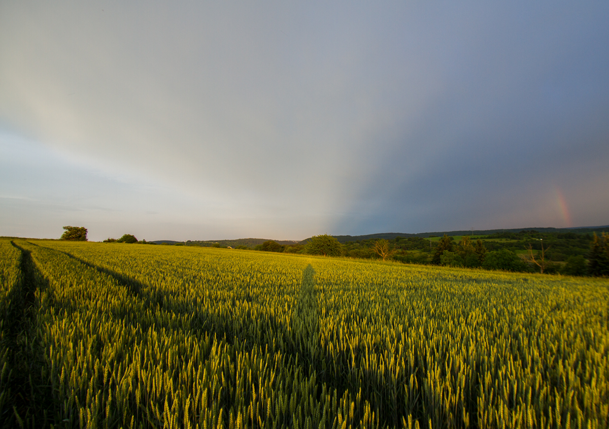 Gegendmmerungsstrahlen | 31.05.2018