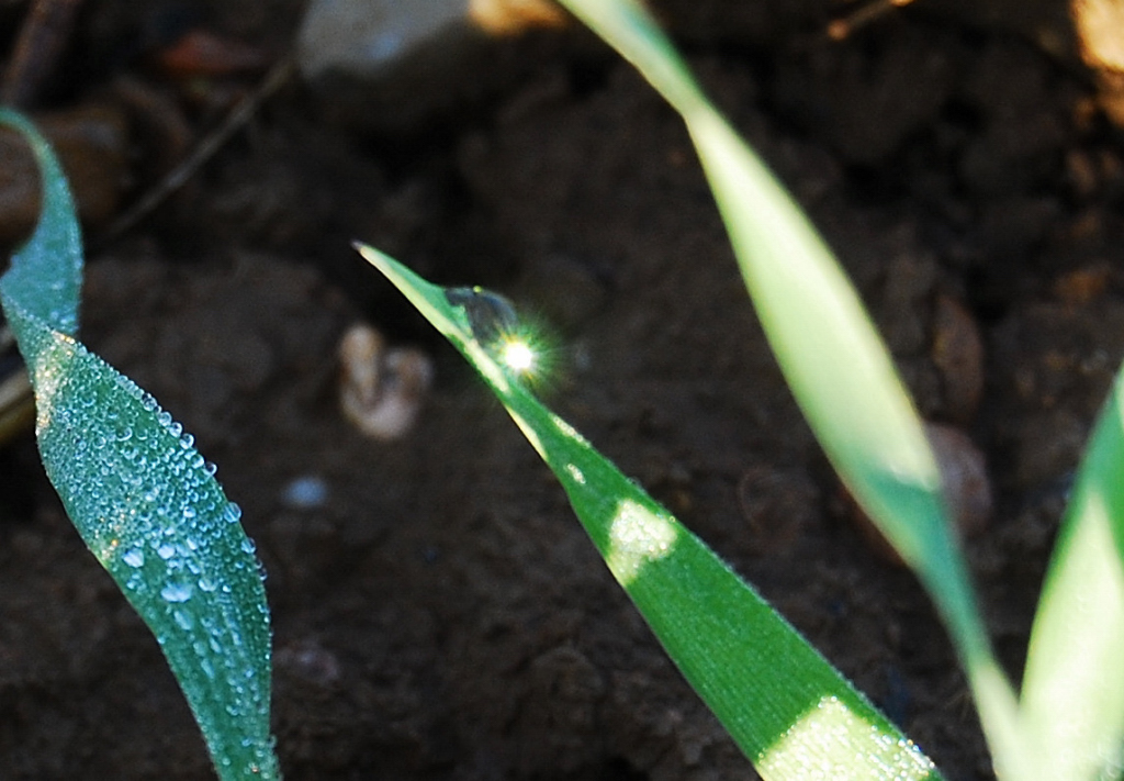 Tautropfen 26.10.2008