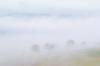 Nebel 12.01.2014